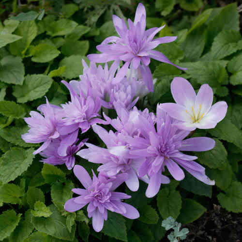 Tidlösa 'Pleniflorum'