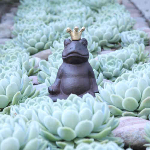 Meditoiva sammakko Meditoiva sammakko