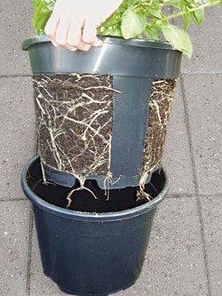 Potato Pot Peruna-ruukku