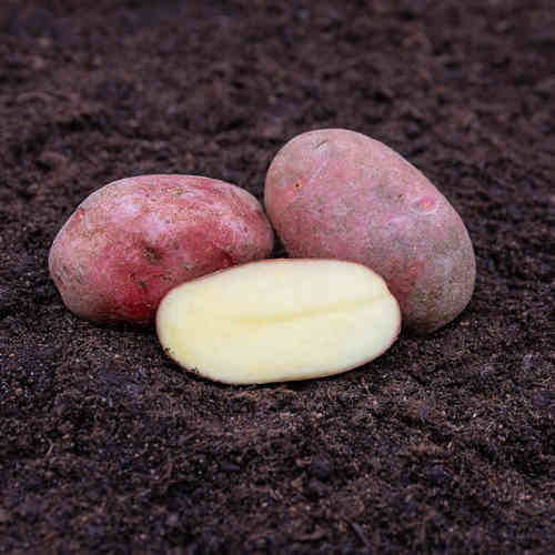 Sättpotatis Rosamunda 3 kg