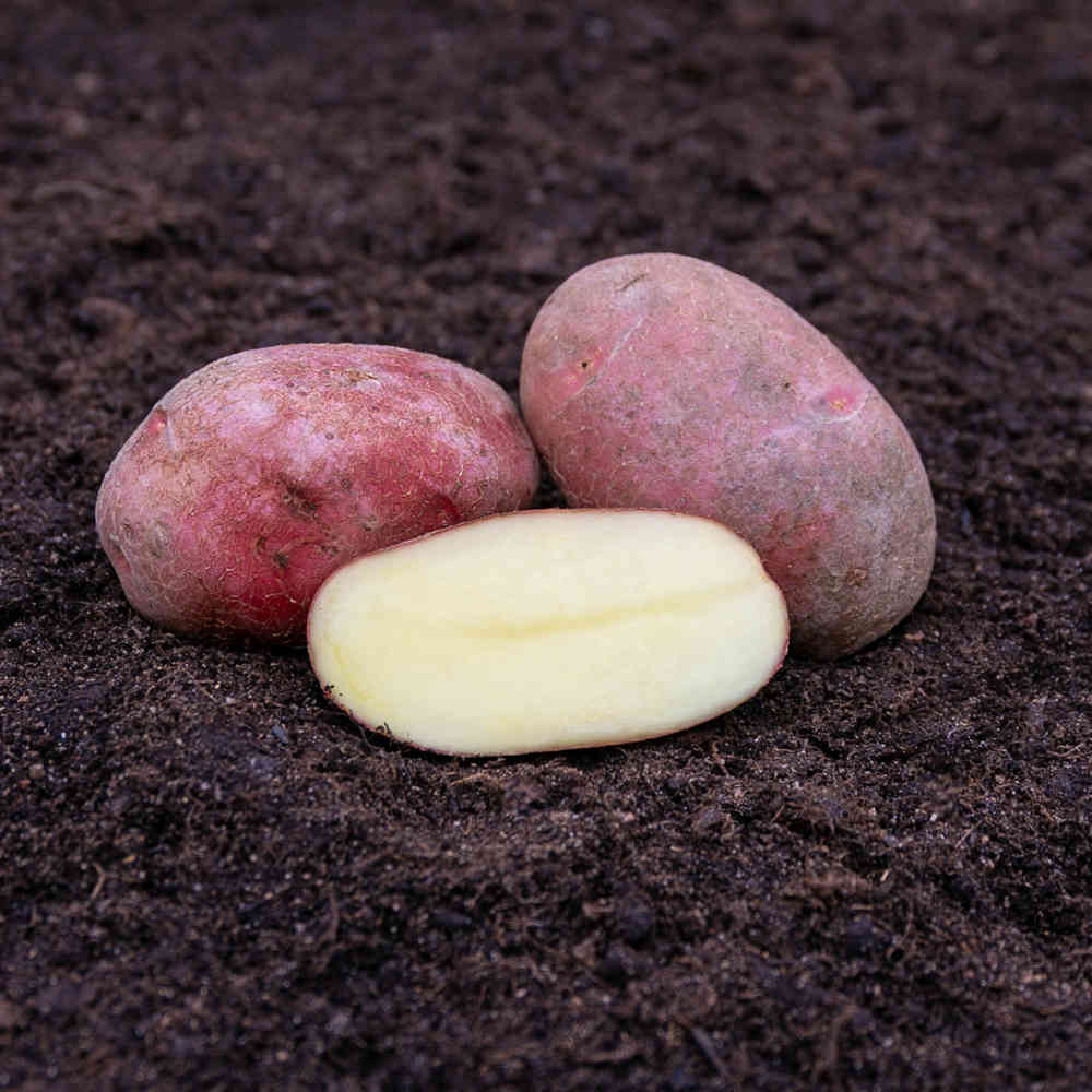 Sättpotatis Rosamunda 3 kg