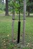 Rungonsuojaverkko musta 55 cm 1 kpl