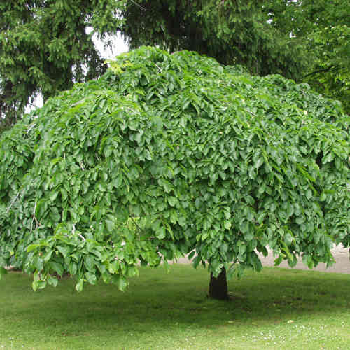 Ulmus glabra 