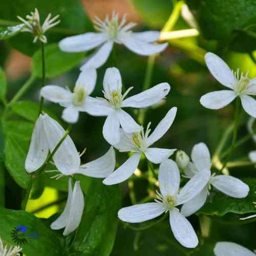 Clematis mandschurica