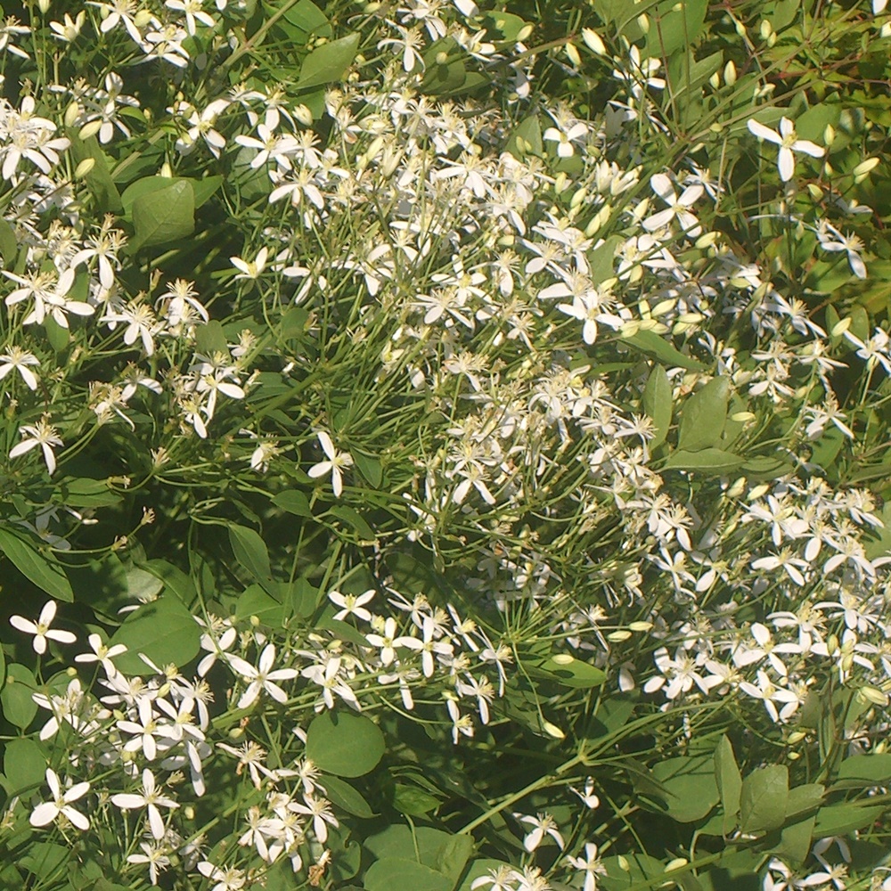 Clematis mandschurica