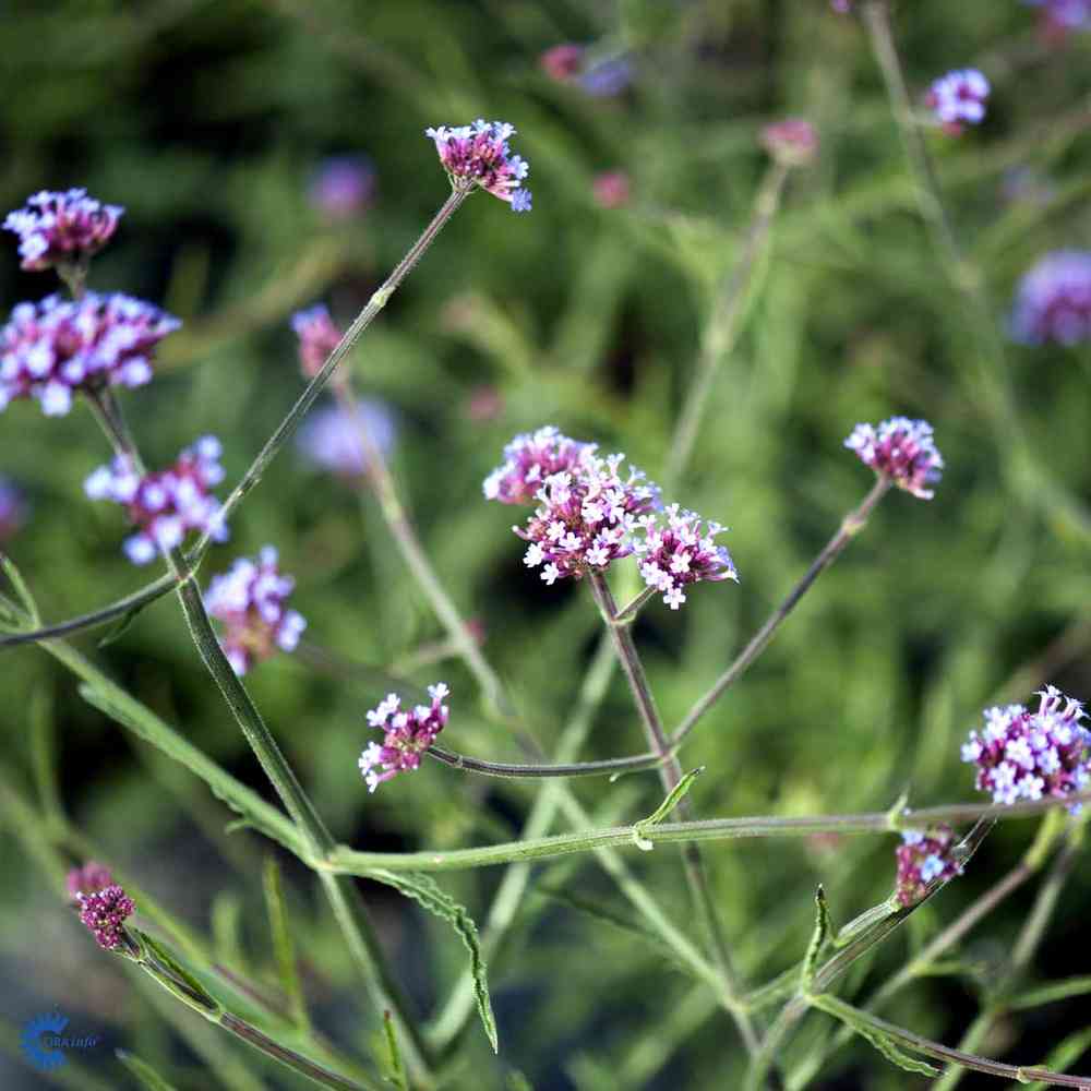 Jättiverbena 'Lollipop' 17 cm ruukku