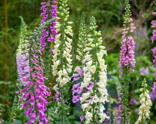 Fröer till fleråriga växter