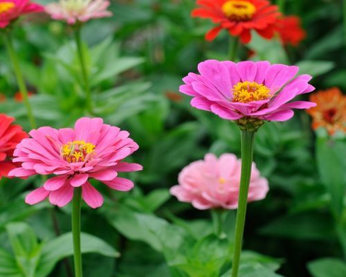 Fröer till ettåriga blomsterväxter