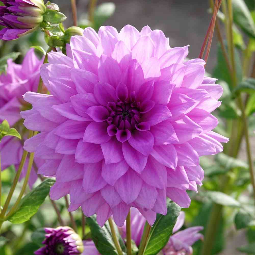 Koristedaalia 'Blue Boy'