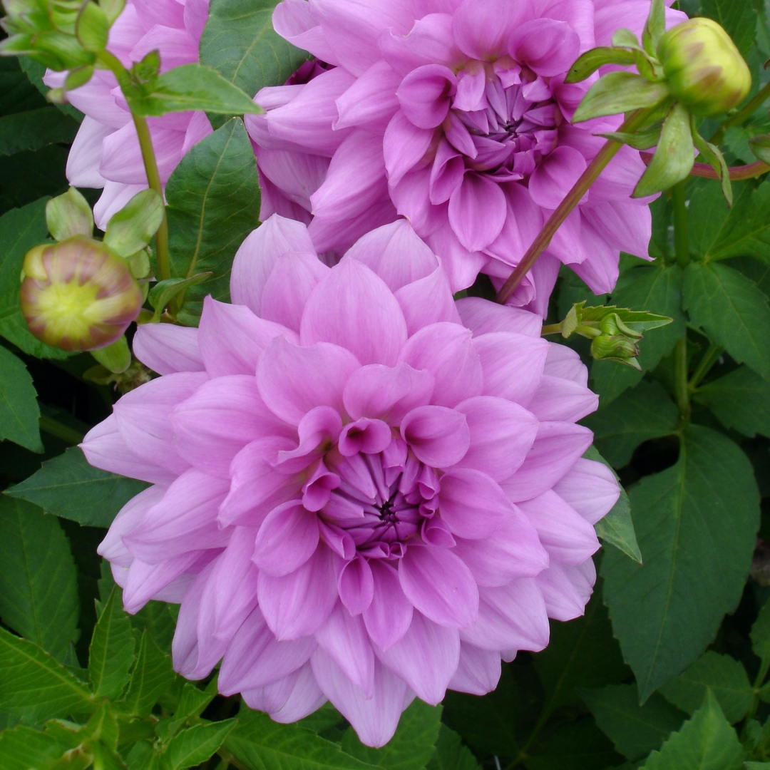 Koristedaalia 'Blue Boy'