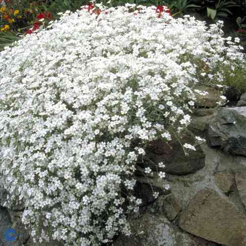 Cerastium tomentosum