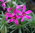 Phlox subulata 'Temiskaming'