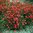 Dianthus deltoides 'Leuhtfunk'