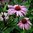 Echinacea purpurea