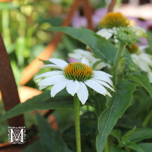 Echinacea purpurea