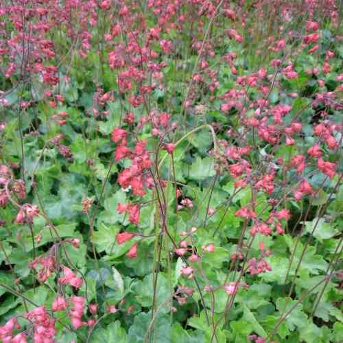 Korallikeijunkukka 'Splendens' 