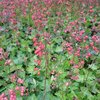 Korallikeijunkukka 'Splendens' 