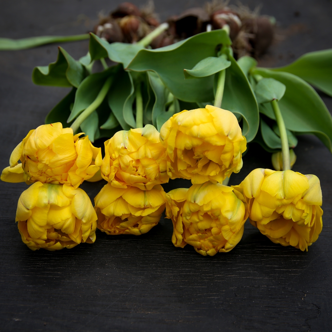 Tulpan 'Yellow Pomponette'