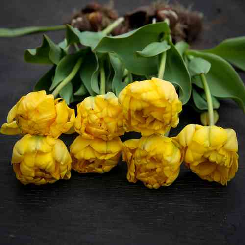 Tulppaani 'Yellow Pomponette'