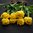 Tulppaani 'Yellow Pomponette'