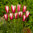 Tulppaani 'Peppermint Stick'