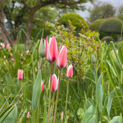 Tulppaani 'Peppermint Stick'