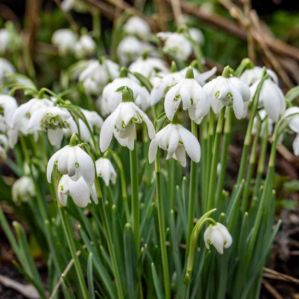 Turkisk snödroppe 'Flore Pleno'
