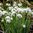 Puistolumikello 'Flore Pleno'