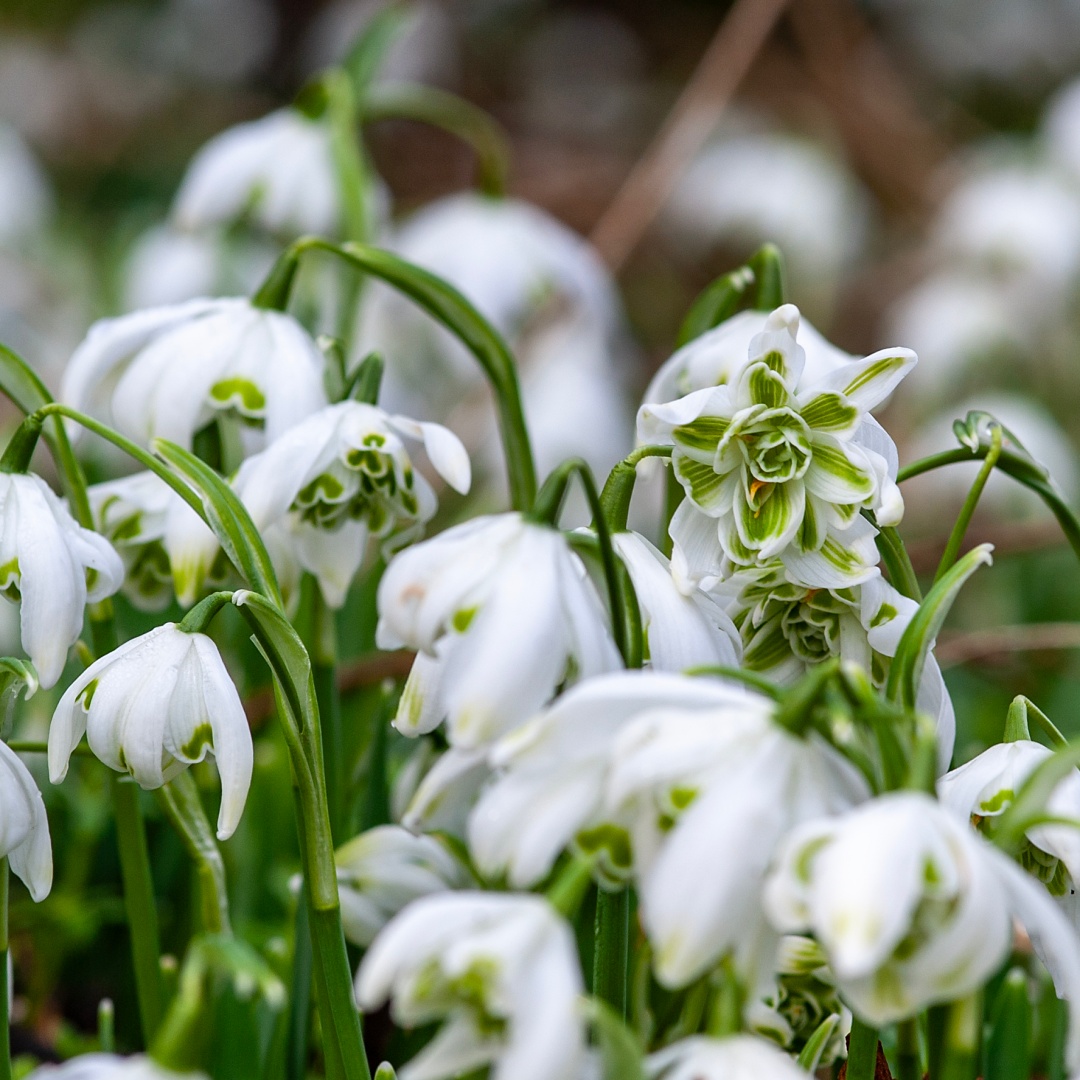 Turkisk snödroppe 'Flore Pleno'
