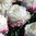 Tulppaani 'Ice Cream'