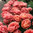 Tulppaani 'Copper Image' 25 kpl 