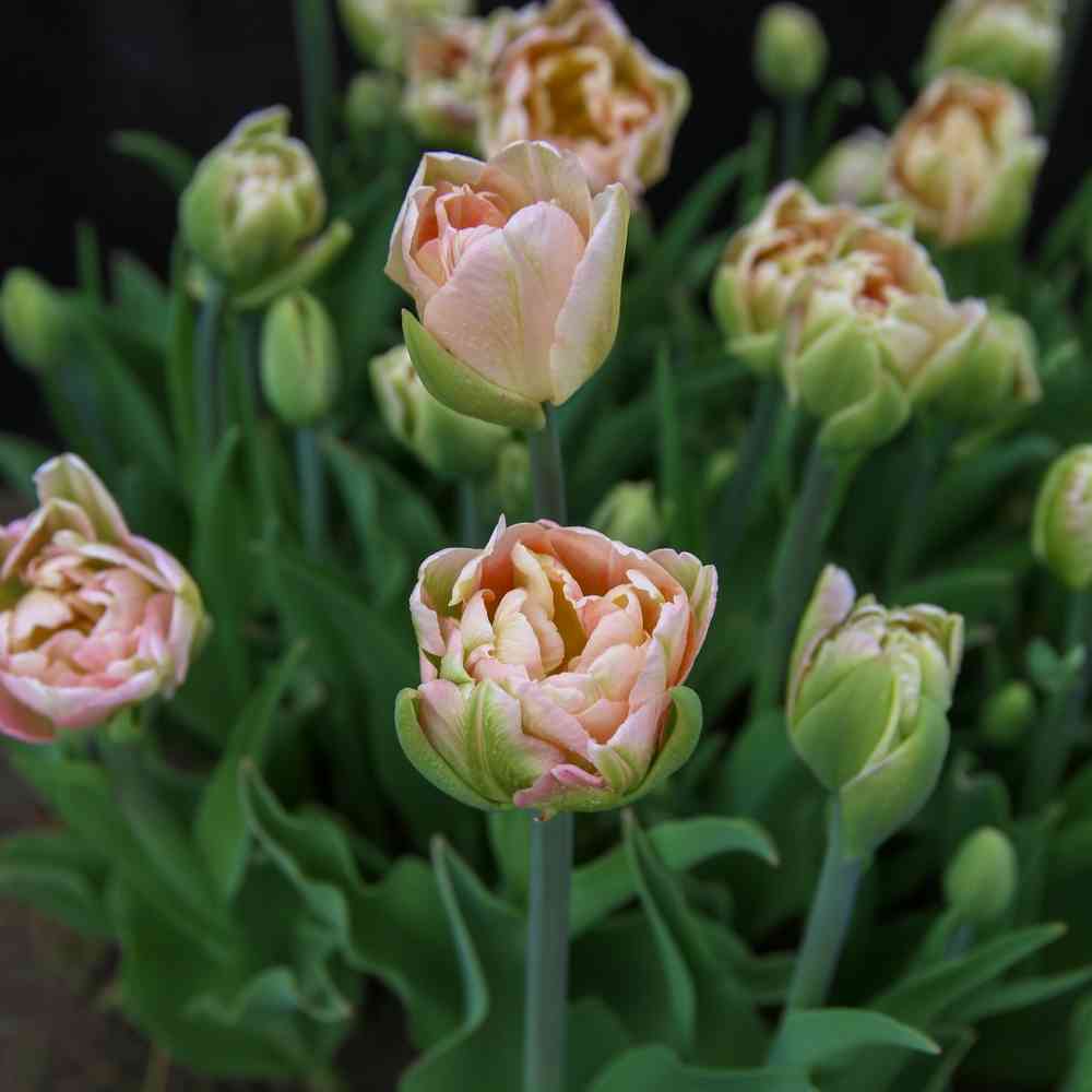 Tulpan 'Zanthucharme' (Charming Beauty')