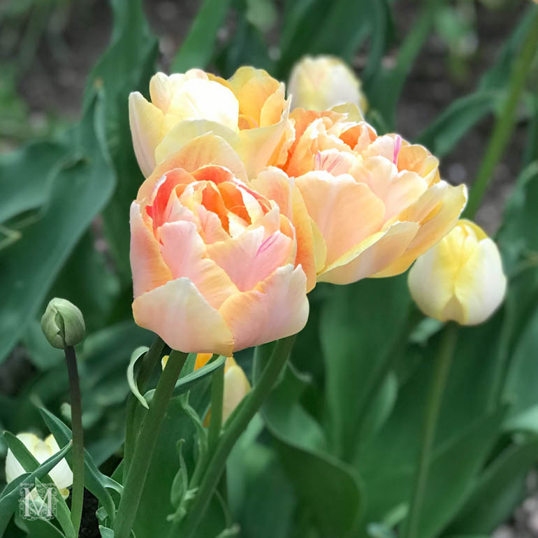 Tulpan 'Zanthucharme' (Charming Beauty')