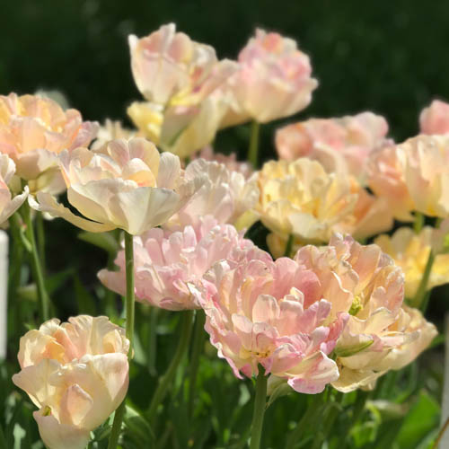 Tulpan 'Zanthucharme' (Charming Beauty')