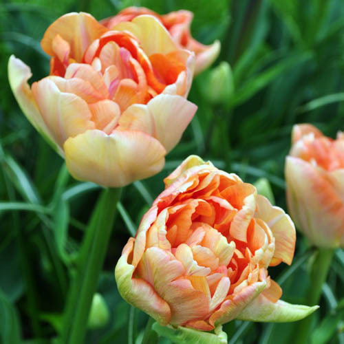 Tulpan 'Zanthucharme' (Charming Beauty')