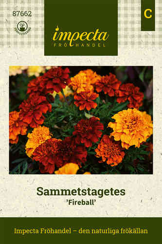 Sammetstagetes 'Fireball'