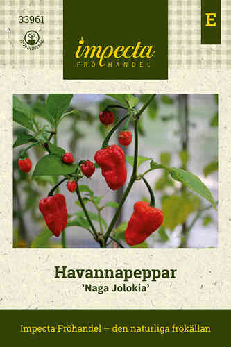 Havannapeppar 'Naga Jolokia'