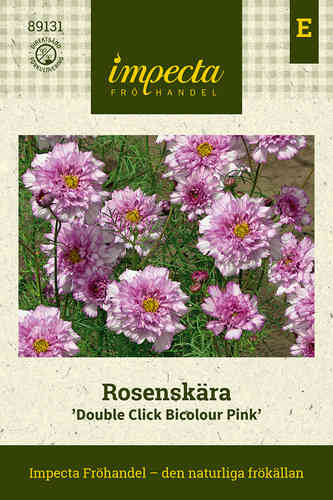 Punakosmos 'Double Click Bicolour Pink'
