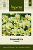 Punakosmos 'Xanthos'