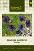 Espanjanneito 'Midnight'