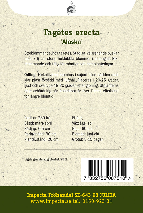 Stor Tagetes 'Alaska'