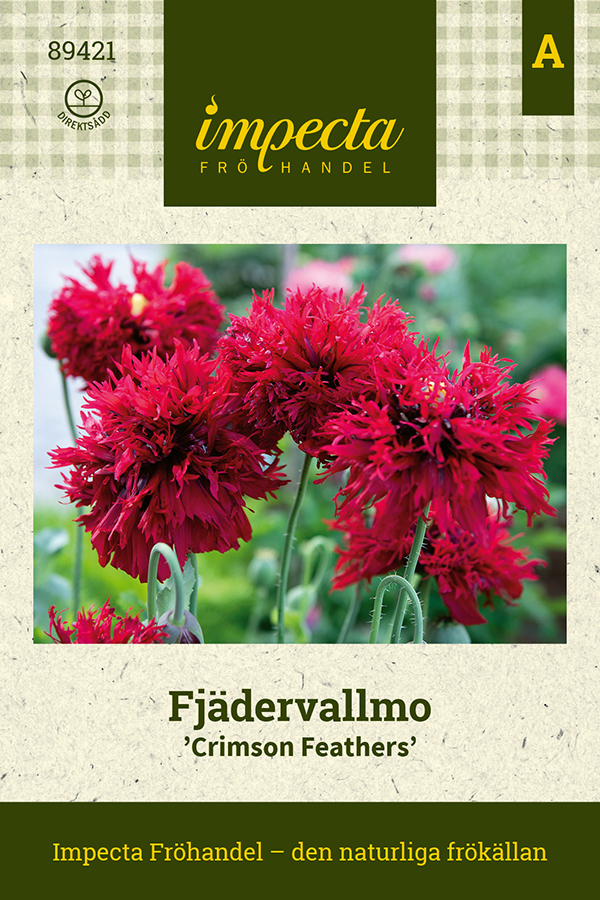 Fjädervallmo 'Crimson Feathers'