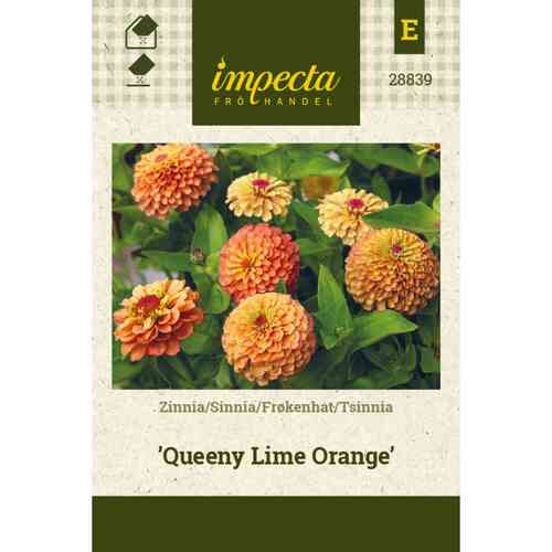 Isotsinnia 'Queeny Lime Orange' Isotsinnia 'Queeny Lime Orange'