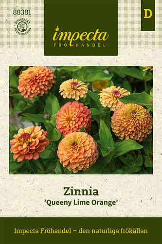 Zinnia 'Queeny Lime Orange'