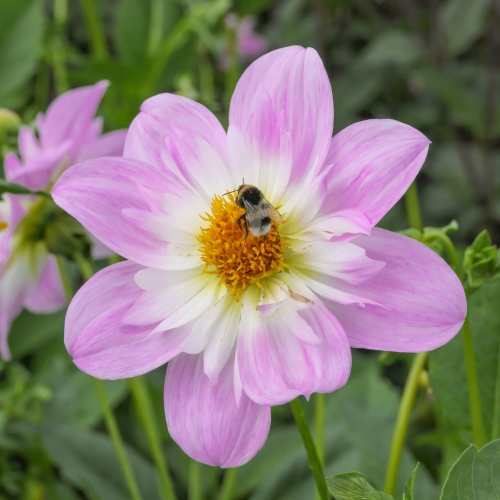 Halskråsdahlia 'Teesbrooke Audrey'