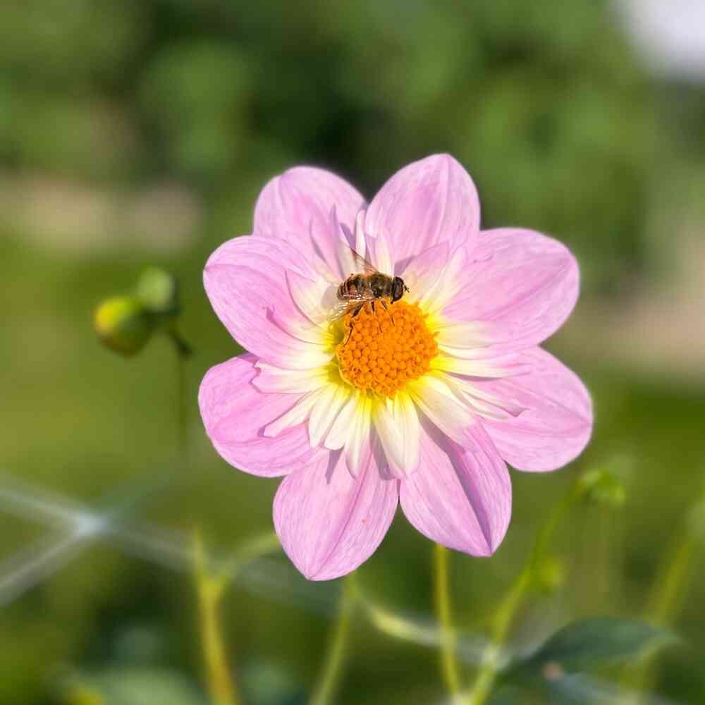 Halskråsdahlia 'Teesbrooke Audrey'