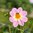 Halskråsdahlia 'Teesbrooke Audrey'