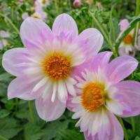 Halskråsdahlia 'Teesbrooke Audrey'