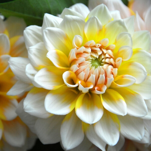 Koristedaalia 'Seattle'