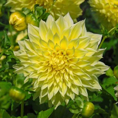 Dekorativdahlia 'Kelvin Floodlight'
